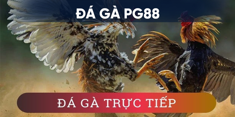 Đá gà trực tiếp - Hình thức đá gà PG88 được nhiều người theo dõi